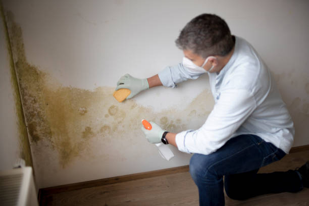 Best Forensic Mold Investigation  in Mastic Beach, NY