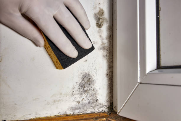Best Mold Removal for HVAC Installations  in Mastic Beach, NY